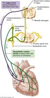 Neural regulation of the heart by the autonomic nervous system