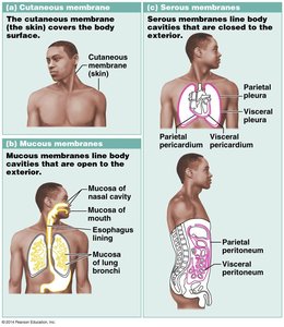 Diagram of cutaneous, mucous, and serous membranes in the body