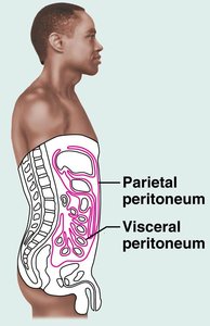 Anatomy of the peritoneum in the abdominal cavity