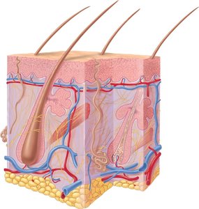 Cross-section of the skin showing epidermis and dermis