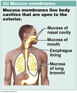 Diagram showing mucous membranes in the respiratory and digestive tracts