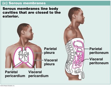 Diagram showing serous membranes and their locations