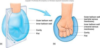 Balloon analogy for serous membranes