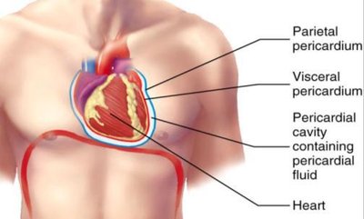 Anatomy of the pericardium and pericardial cavity