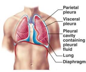 Anatomy of the pleura and pleural cavity