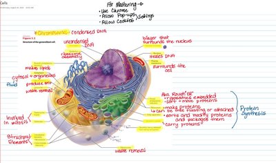 Labeled diagram of a eukaryotic cell with organelles