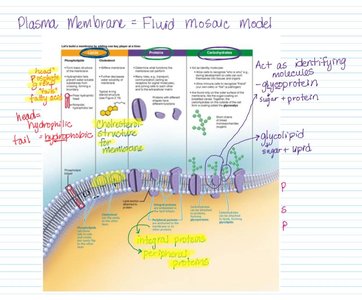 Diagram of the plasma membrane showing phospholipids, proteins, and carbohydrates