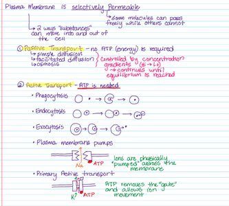 Notes and diagrams explaining passive and active transport across the plasma membrane