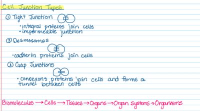 Diagram of cell junction types: tight junctions, desmosomes, and gap junctions