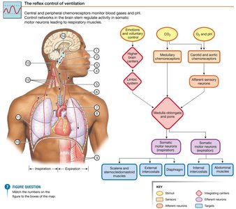 The reflex control of ventilation