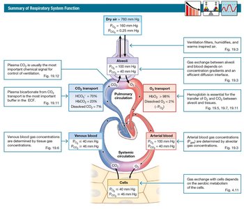 Summary of respiratory system function