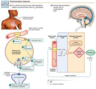 Summary of respiratory system function