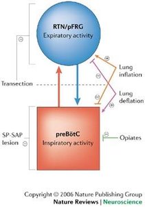 Medullary and pontine respiratory groups