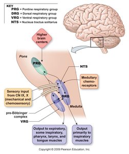 Neural control of ventilation: brainstem and higher centers