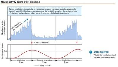 Neural activity during quiet breathing