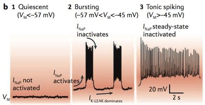 INaP and neural activity patterns