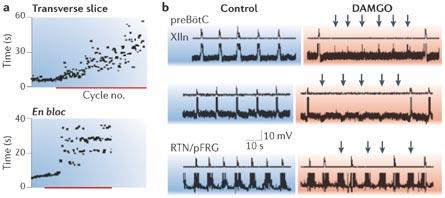 Opiate effects on respiratory rhythm