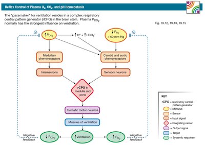 Reflex control of plasma O2, CO2, and pH homeostasis