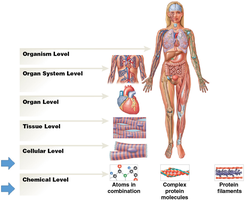 Levels of organization in the human body