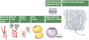 Examples of cell types in the human body