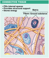 Connective tissue structure and function