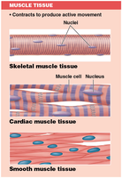 Types of muscle tissue