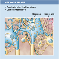 Nervous tissue structure and function