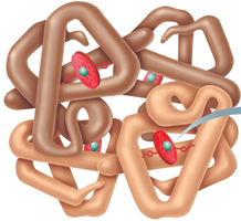 Hemoglobin structure with heme groups