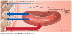 CO2 transport at the lungs