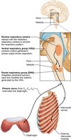 Medullary respiratory centers and nerves