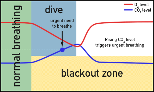 CO2 and O2 levels in shallow water blackout