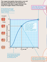 Neural and chemical influences on brain stem respiratory centers
