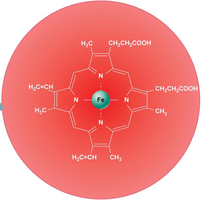 Heme group with iron atom