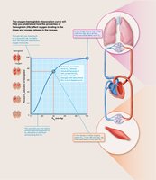 Oxygen-hemoglobin dissociation curve with physiological context