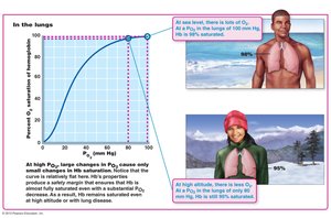 Oxygen-hemoglobin dissociation curve at high altitude and sea level
