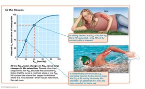 Oxygen-hemoglobin dissociation curve in tissues