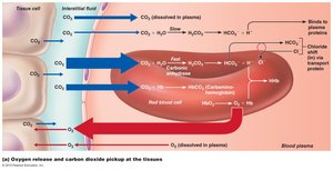 CO2 transport at the tissues