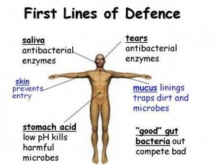 First lines of defense in the body
