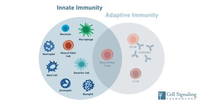 Innate and adaptive immunity cell types