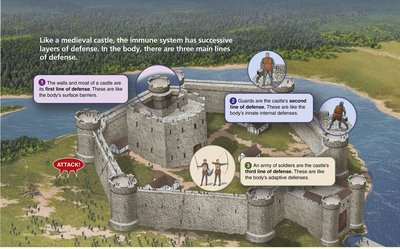 Medieval castle analogy for immune system defenses
