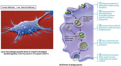 Phagocytosis process diagram