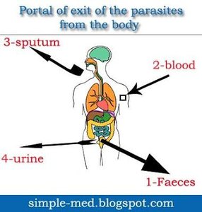 Portals of exit for parasites from the body