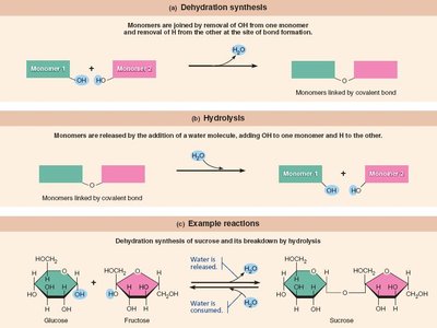 Dehydration synthesis and hydrolysis
