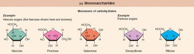 Monosaccharides