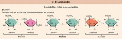 Disaccharides