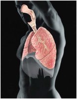 Human respiratory system anatomy