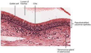 Histology of respiratory epithelium