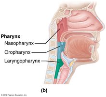 Regions of the pharynx