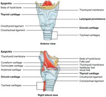 Laryngeal cartilages