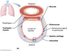 Tracheal anatomy
